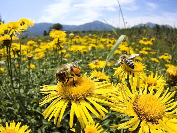 Santé des abeilles: La production de miel en hausse