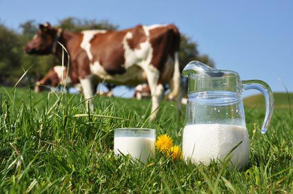 Le lait de bovin serait-il mauvais pour la santé humaine